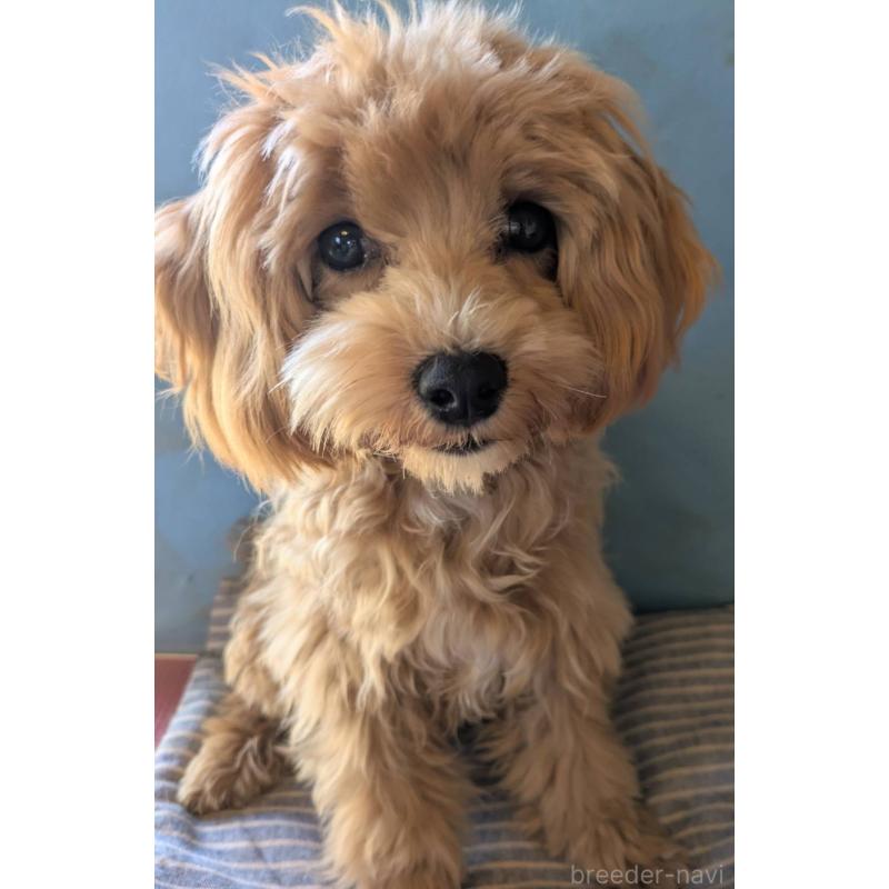 販売中の埼玉県のマルプー:マルチーズ×トイプードル-403895