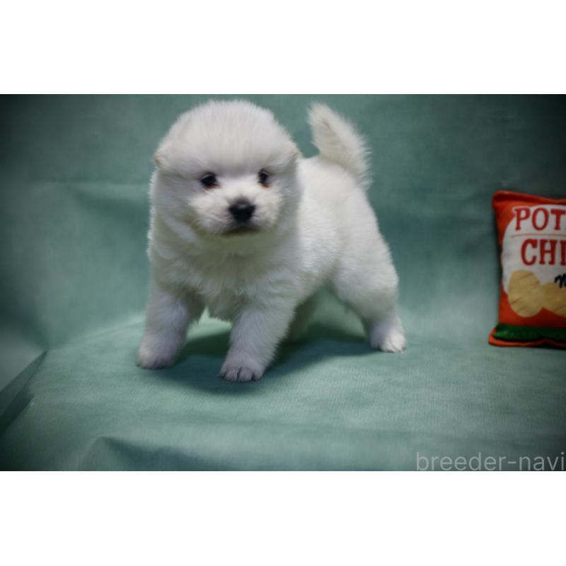 販売中の埼玉県のサモエド-432210の10枚目