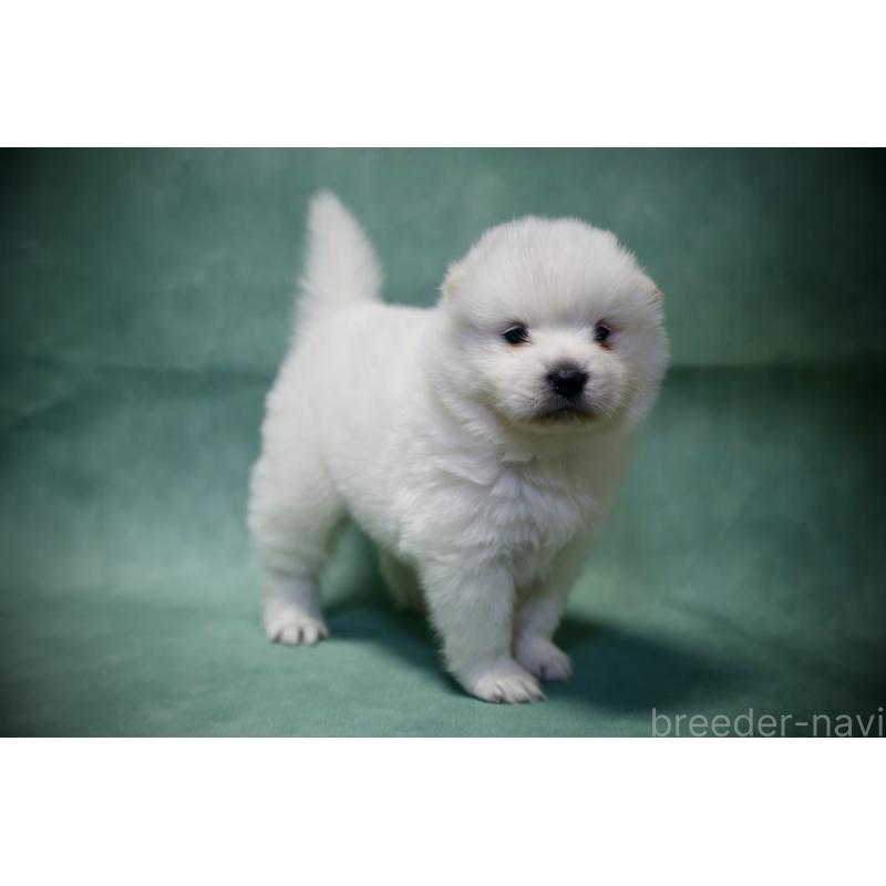 販売中の埼玉県のサモエド-432210の9枚目