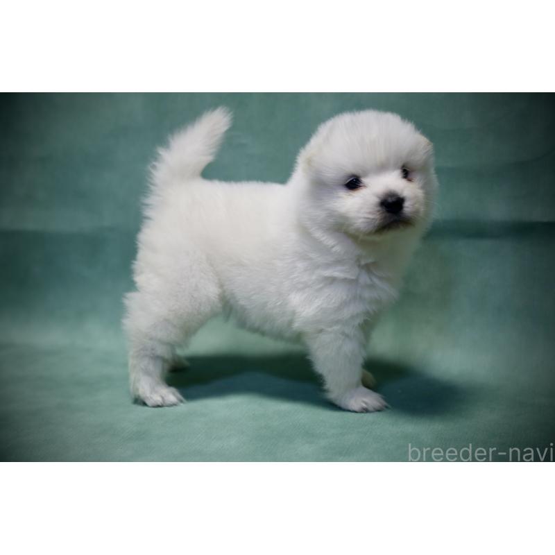 販売中の埼玉県のサモエド-432210の8枚目