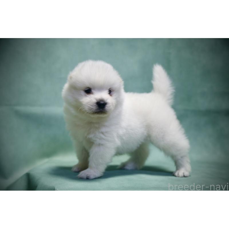 販売中の埼玉県のサモエド-432210の1枚目