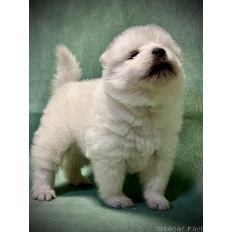 販売中の埼玉県のサモエド-432210の7枚目