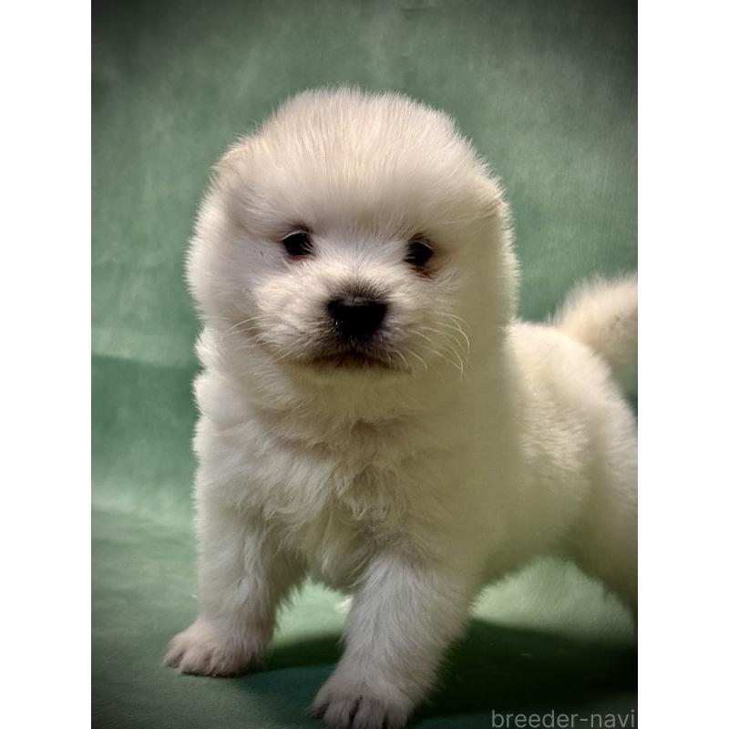 販売中の埼玉県のサモエド-432210の6枚目