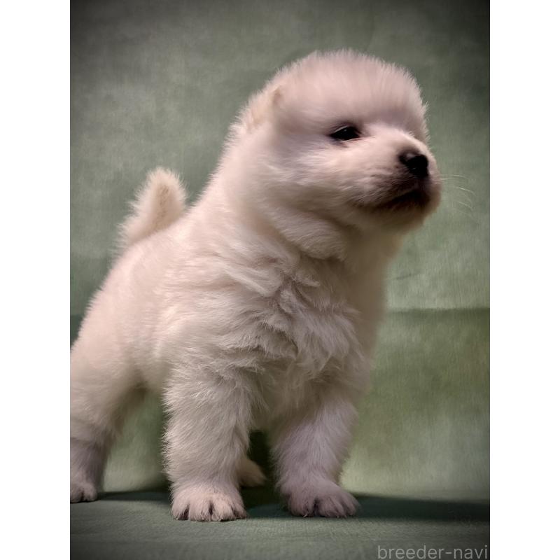 販売中の埼玉県のサモエド-432210の5枚目