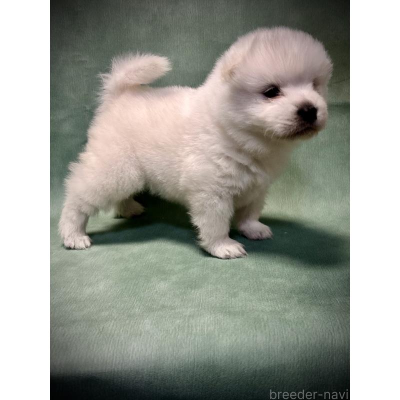 販売中の埼玉県のサモエド-432210の4枚目