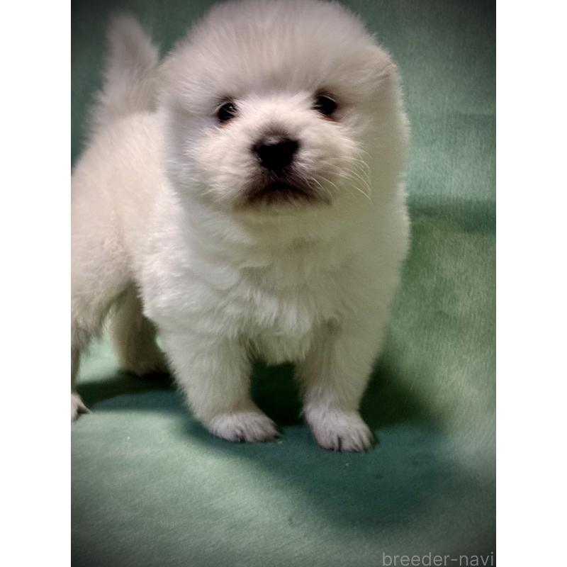 販売中の埼玉県のサモエド-432210の3枚目