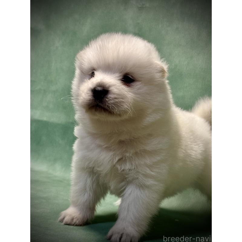 販売中の埼玉県のサモエド-432210の2枚目