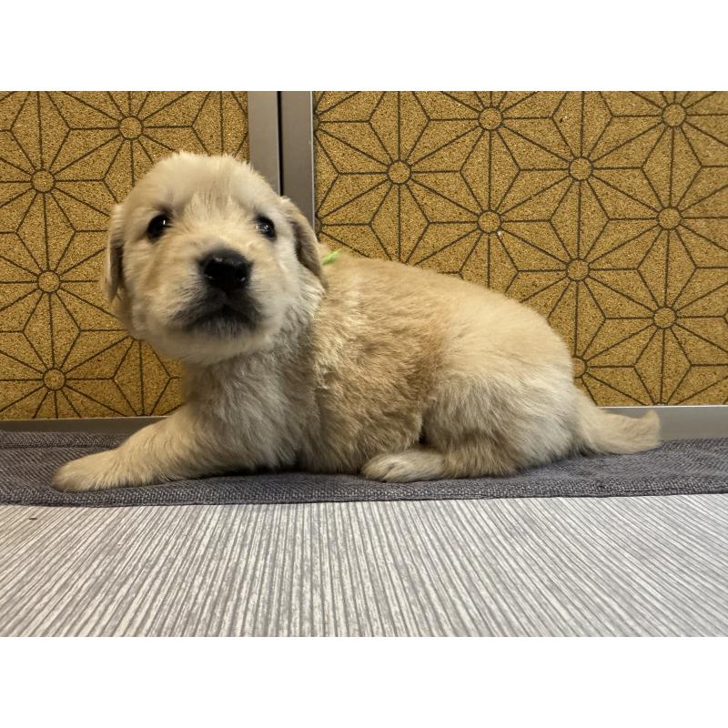 商談中の静岡県のゴールデンレトリーバー-426623の4枚目