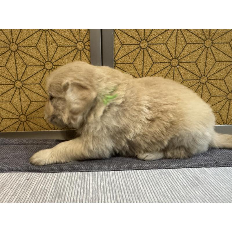 商談中の静岡県のゴールデンレトリーバー-426623の3枚目