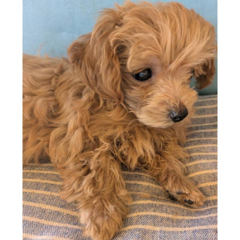 販売中の埼玉県のマルプー:マルチーズ×トイプードル-417249