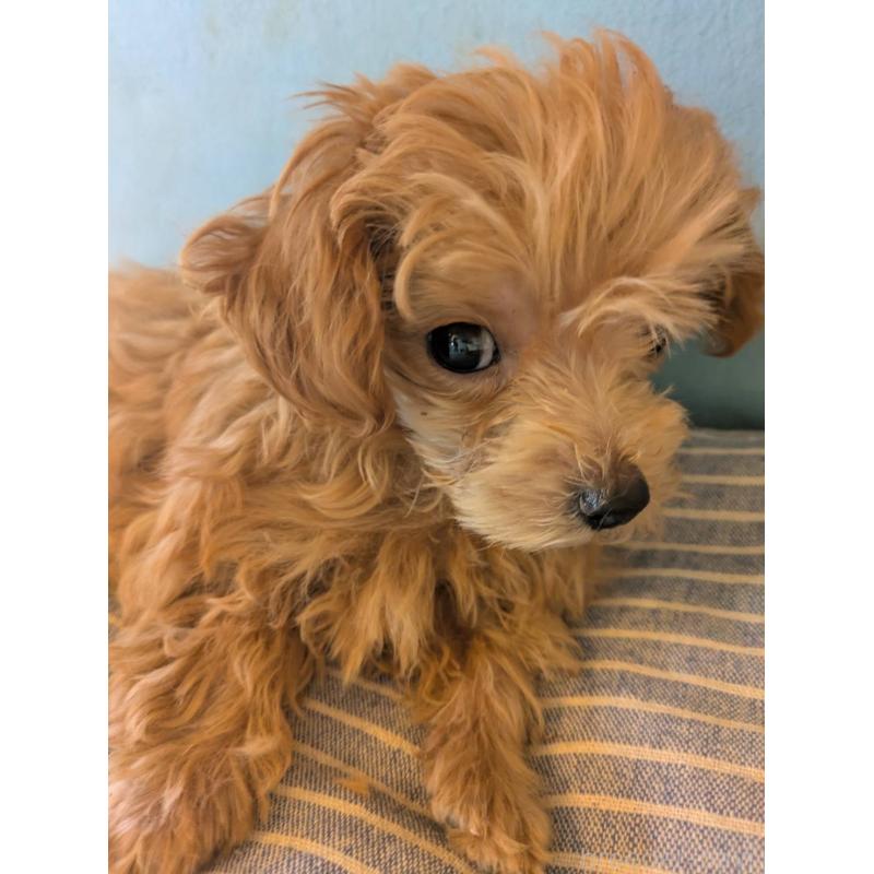 販売中の埼玉県のマルプー:マルチーズ×トイプードル-417249の10枚目