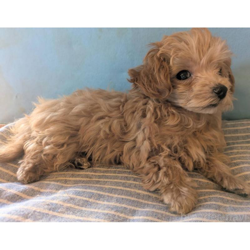 販売中の埼玉県のマルプー:マルチーズ×トイプードル-417249の9枚目