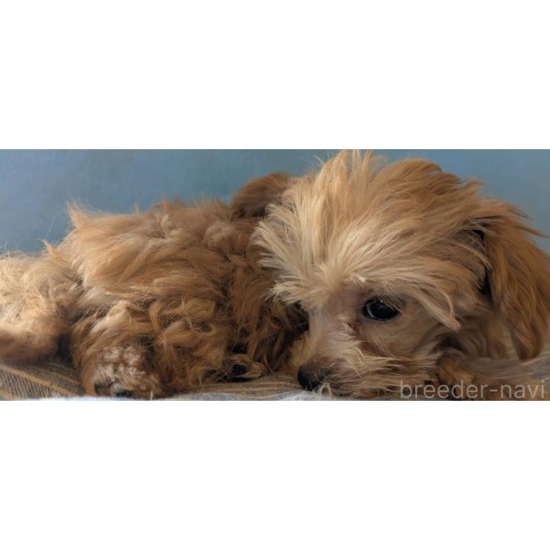 販売中の埼玉県のマルプー:マルチーズ×トイプードル-417249の8枚目