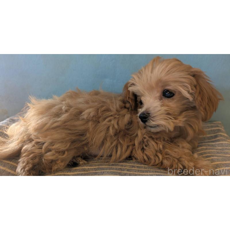 販売中の埼玉県のマルプー:マルチーズ×トイプードル-417249の6枚目