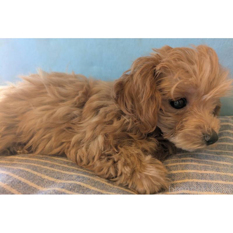 販売中の埼玉県のマルプー:マルチーズ×トイプードル-417249の5枚目