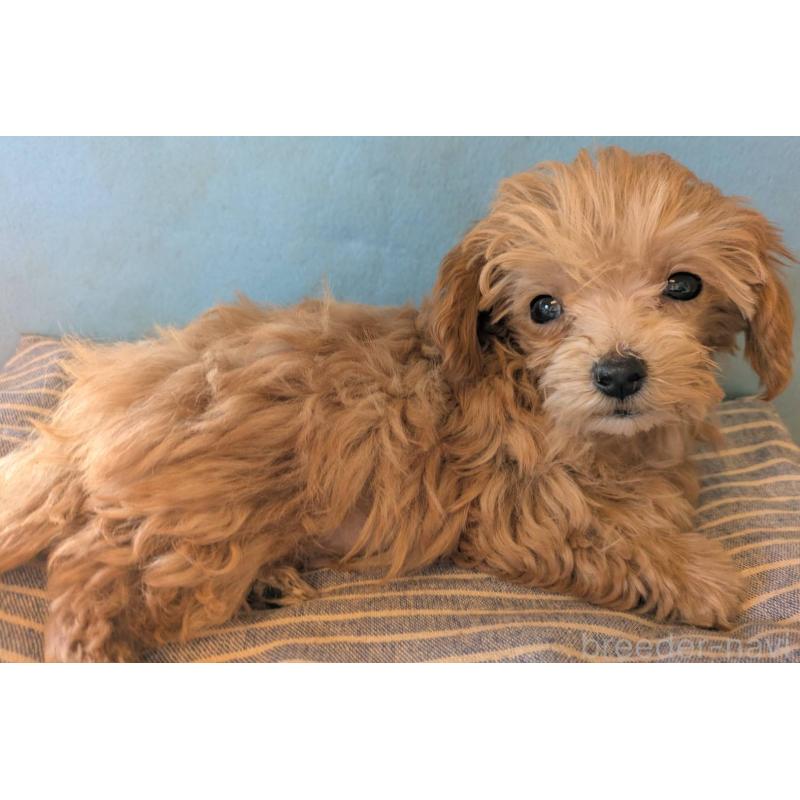 販売中の埼玉県のマルプー:マルチーズ×トイプードル-417249の3枚目