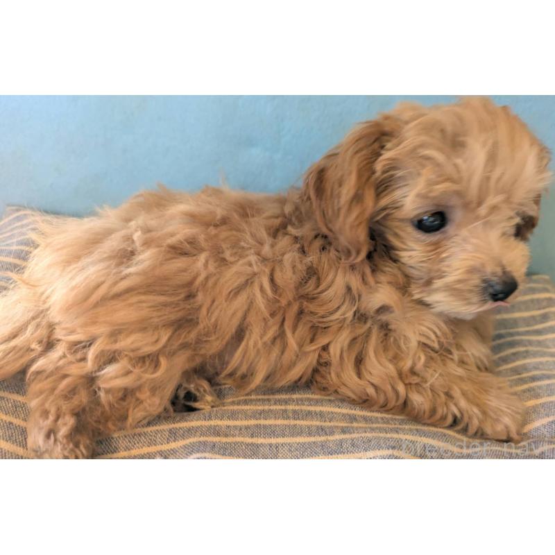 販売中の埼玉県のマルプー:マルチーズ×トイプードル-417249の2枚目