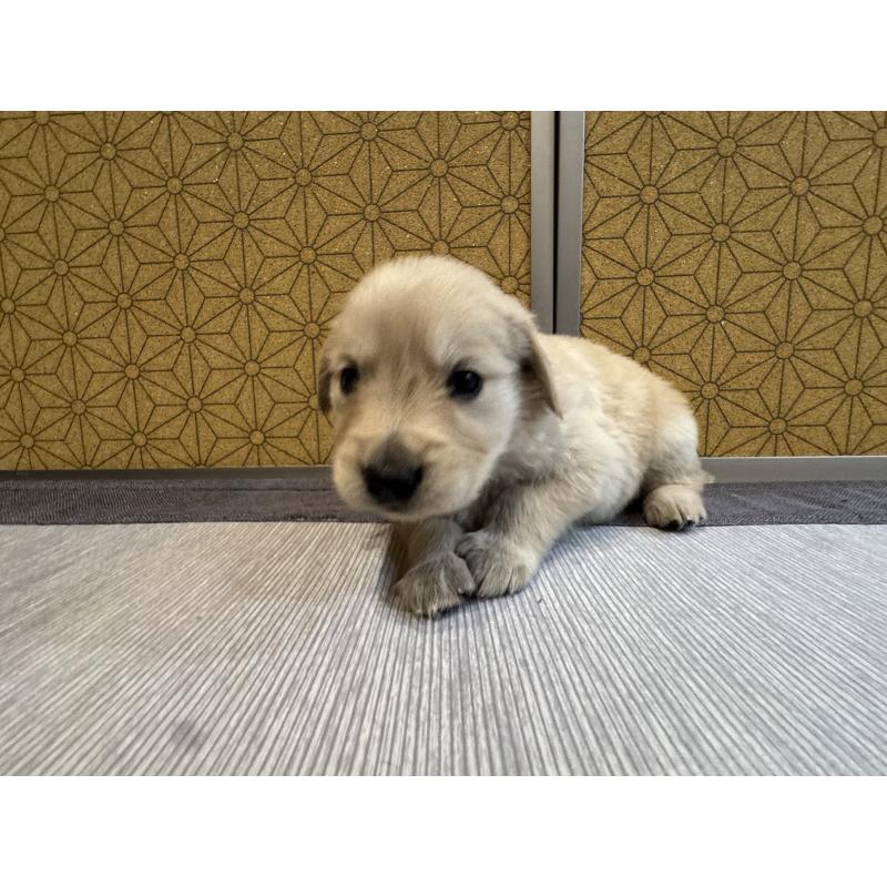 商談中の静岡県のゴールデンレトリーバー-426621の4枚目