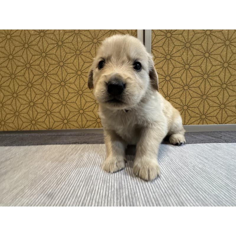 商談中の静岡県のゴールデンレトリーバー-426621の3枚目