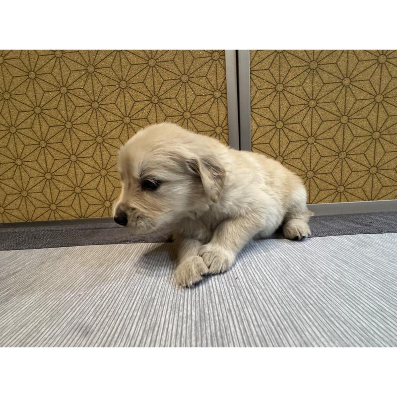 商談中の静岡県のゴールデンレトリーバー-426621の2枚目