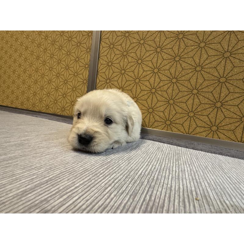 販売中の静岡県のゴールデンレトリーバー-426622の2枚目
