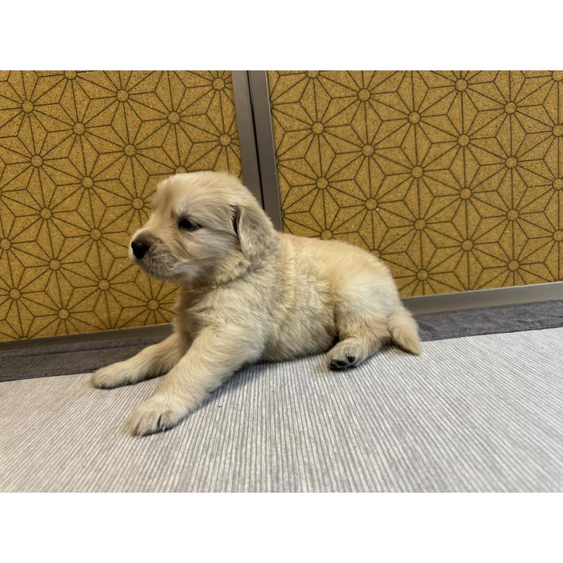 販売中の静岡県のゴールデンレトリーバー-426620の3枚目