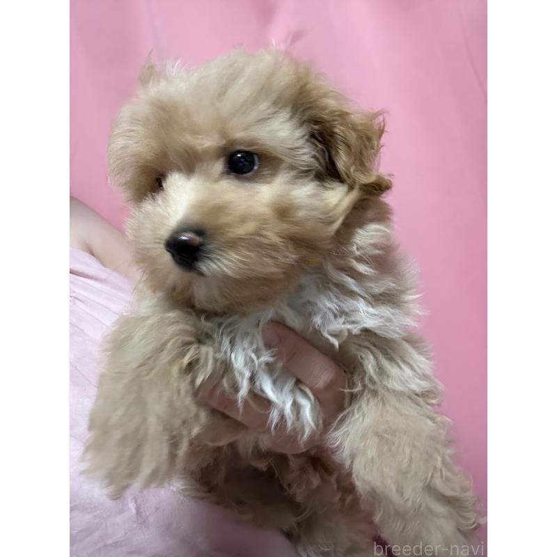 販売中の茨城県のマルプー:マルチーズ×トイプードル-423370の4枚目