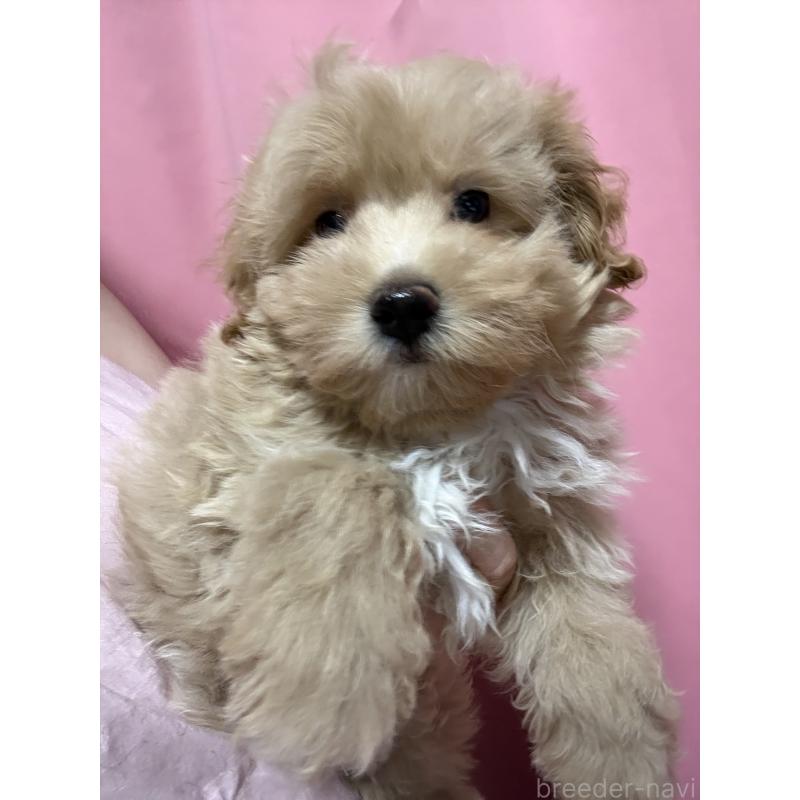 販売中の茨城県のマルプー:マルチーズ×トイプードル-423370の3枚目