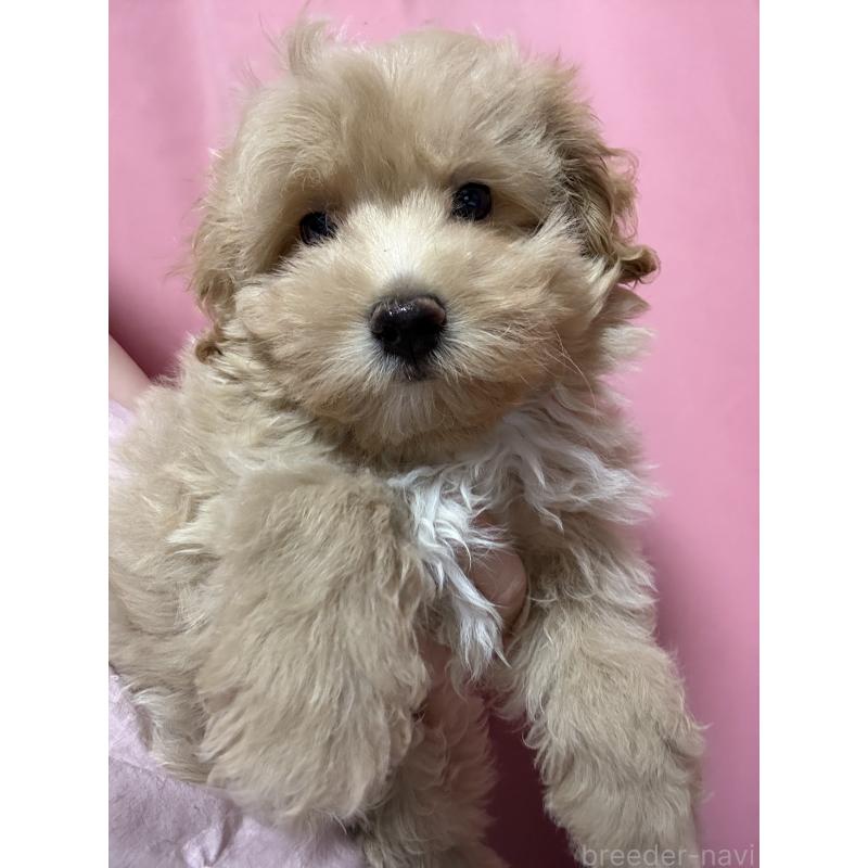 販売中の茨城県のマルプー:マルチーズ×トイプードル-423370の2枚目