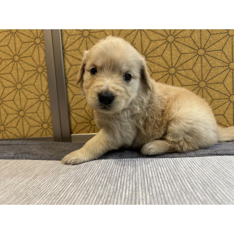 販売中の静岡県のゴールデンレトリーバー-426629の2枚目