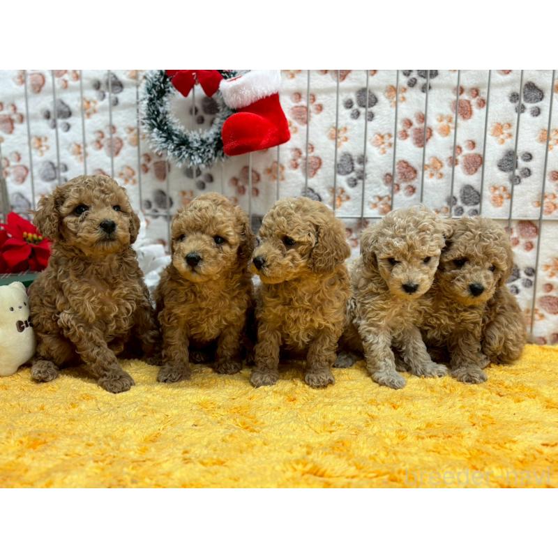 販売中の鹿児島県のタイニープードル-432215の4枚目