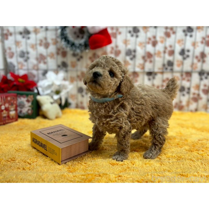 販売中の鹿児島県のタイニープードル-432215の3枚目