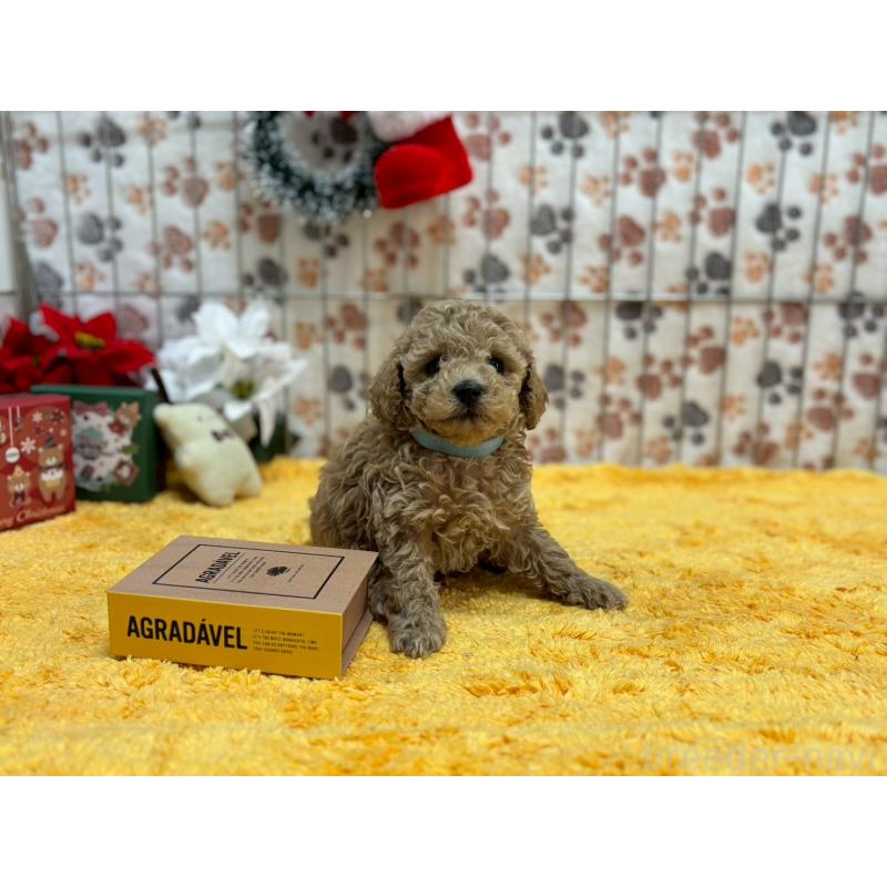 販売中の鹿児島県のタイニープードル-432215の2枚目