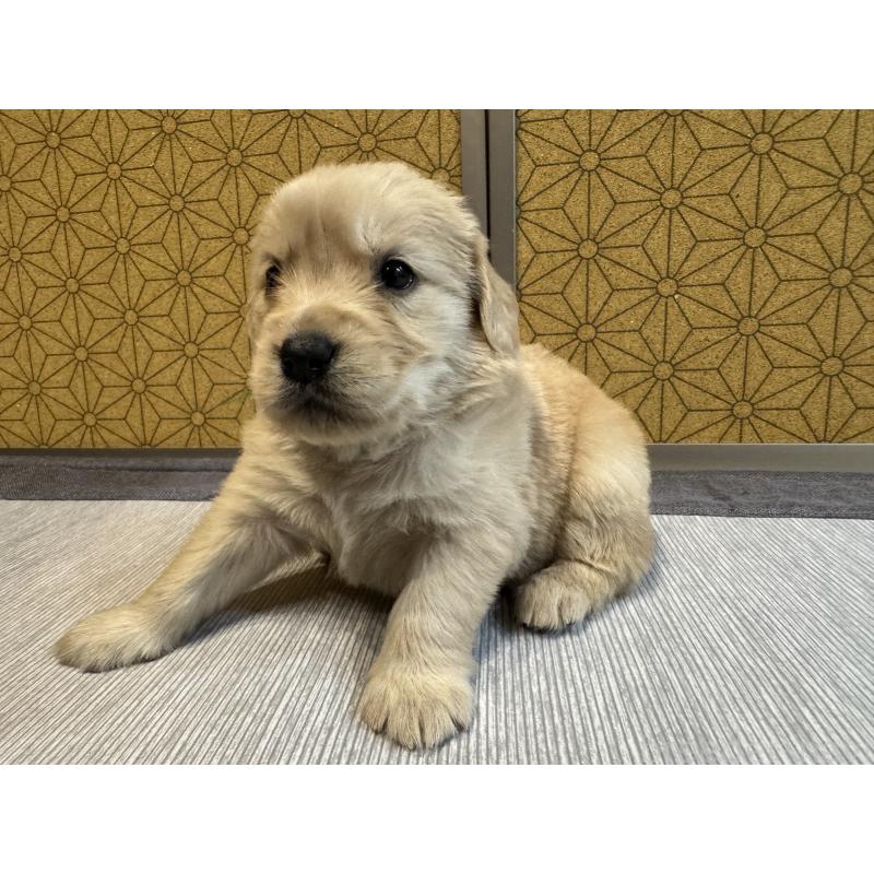 販売中の静岡県のゴールデンレトリーバー-426628の3枚目