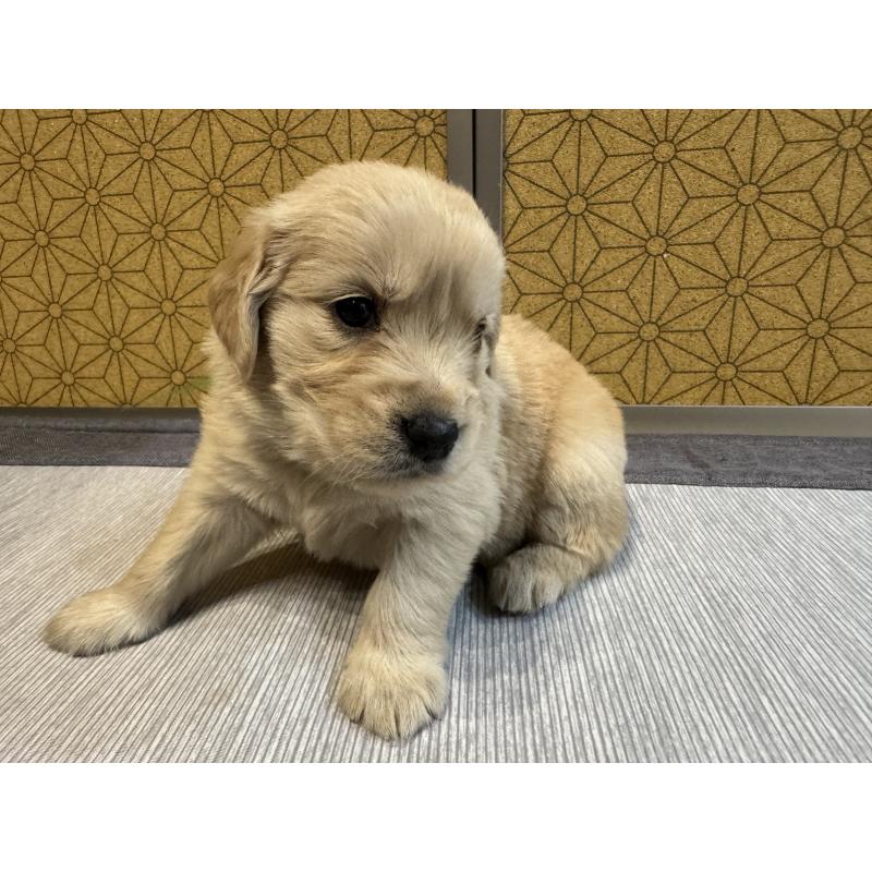 販売中の静岡県のゴールデンレトリーバー-426628の2枚目