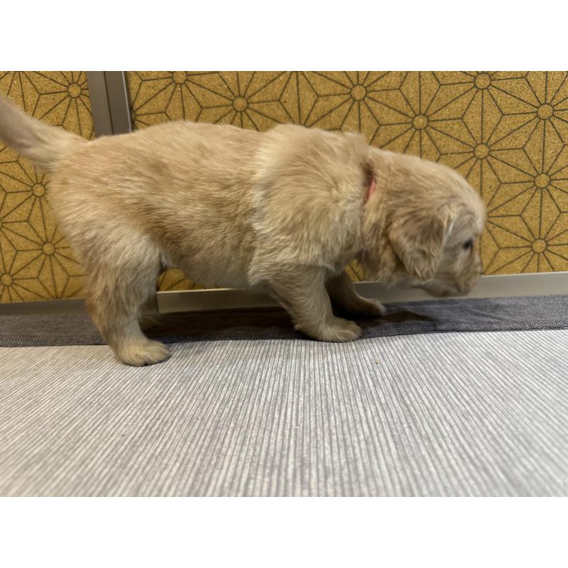 商談中の静岡県のゴールデンレトリーバー-426627の5枚目