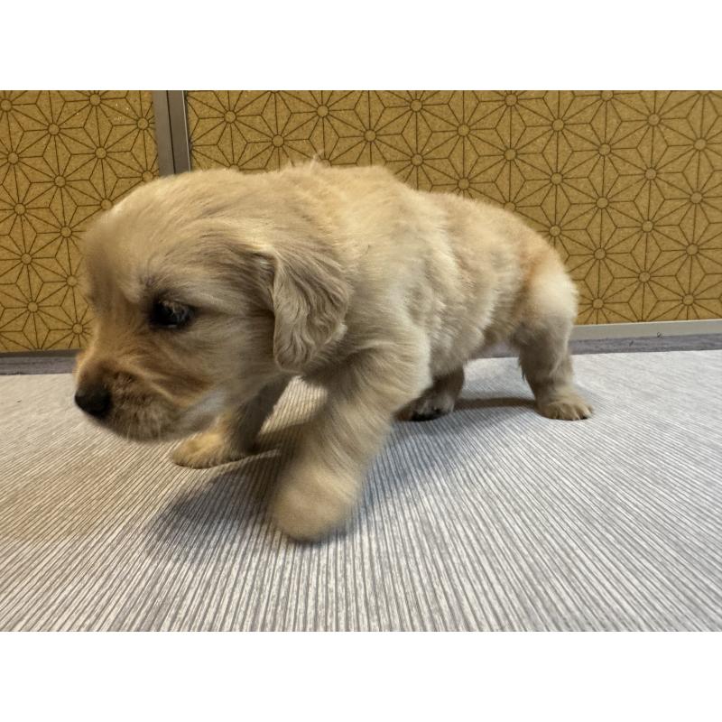 商談中の静岡県のゴールデンレトリーバー-426627の4枚目