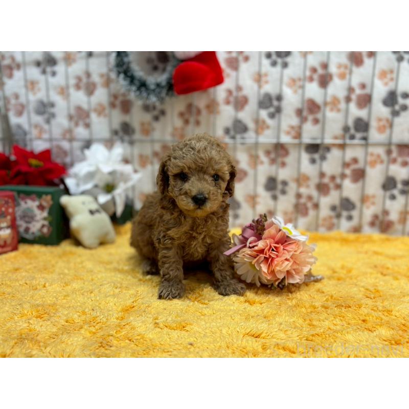 販売中の鹿児島県のタイニープードル-432217の4枚目