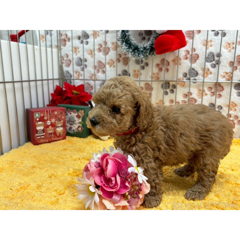 販売中の鹿児島県のタイニープードル-432217の3枚目