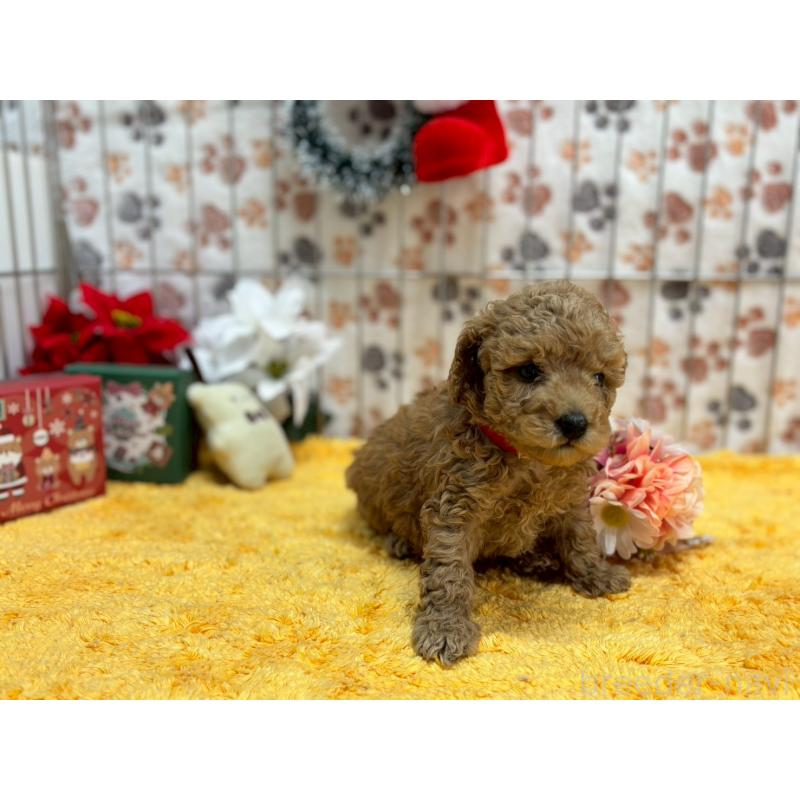 販売中の鹿児島県のタイニープードル-432217の2枚目