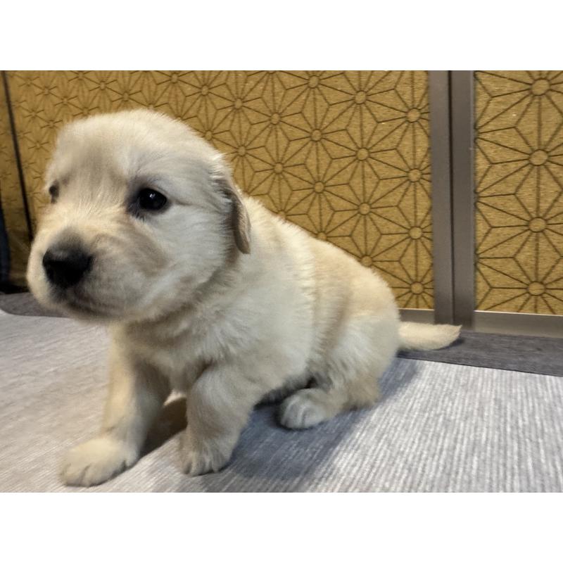 販売中の静岡県のゴールデンレトリーバー-426624の3枚目