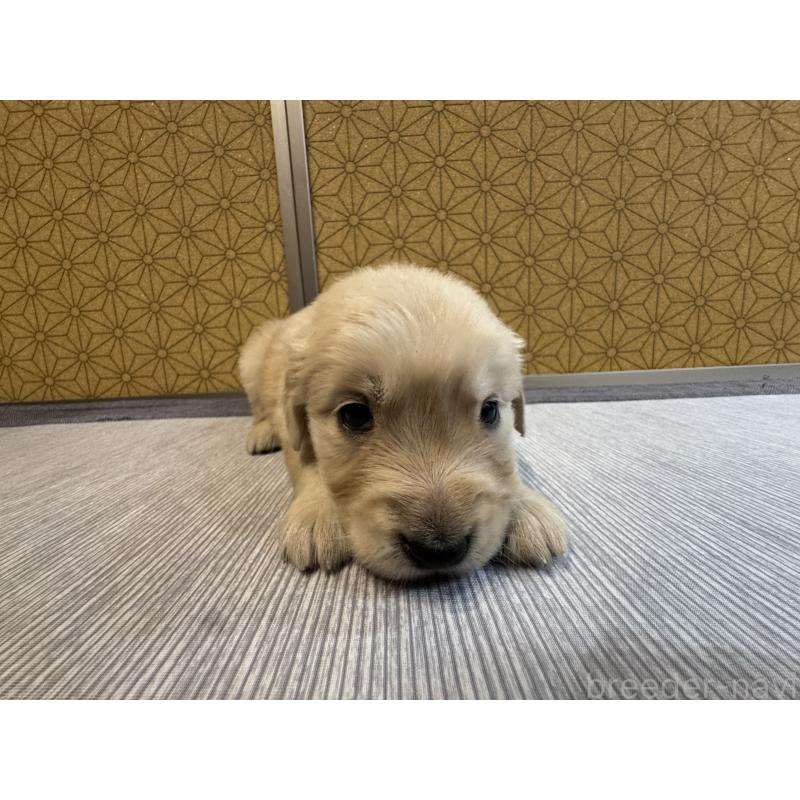 販売中の静岡県のゴールデンレトリーバー-426626の3枚目