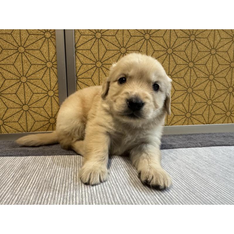 販売中の静岡県のゴールデンレトリーバー-426626の2枚目