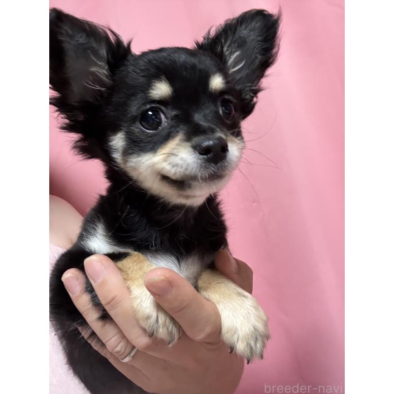 販売中の茨城県のチワワ(ロングコート)-423357の3枚目