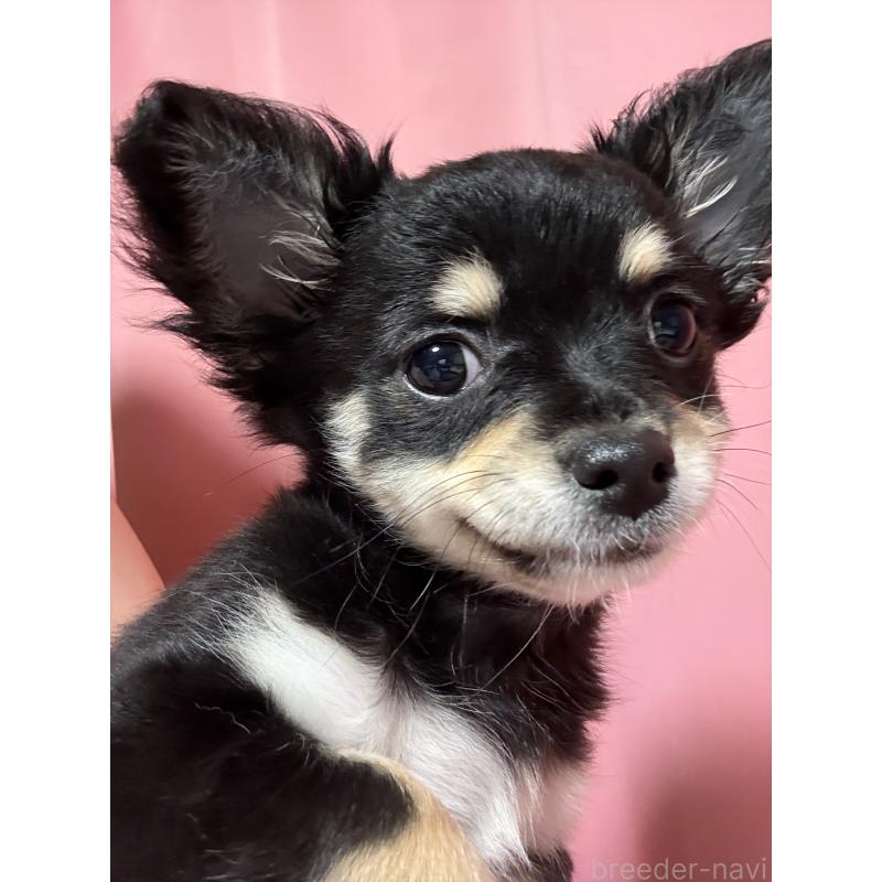 販売中の茨城県のチワワ(ロングコート)-423357の2枚目