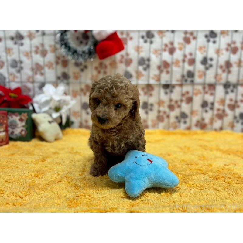 販売中の鹿児島県のタイニープードル-432216の4枚目