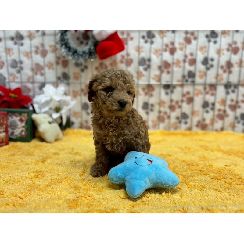 販売中の鹿児島県のタイニープードル-432216の3枚目