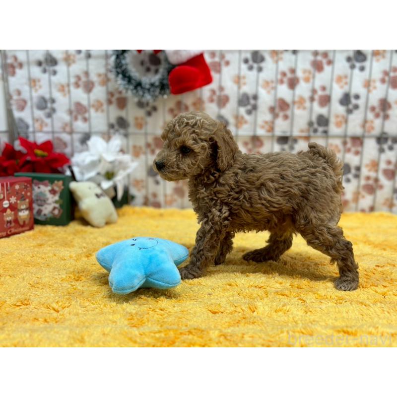 販売中の鹿児島県のタイニープードル-432216の2枚目