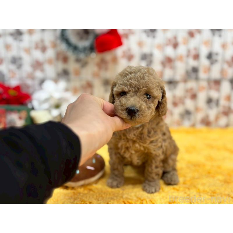 販売中の鹿児島県のタイニープードル-432219の6枚目