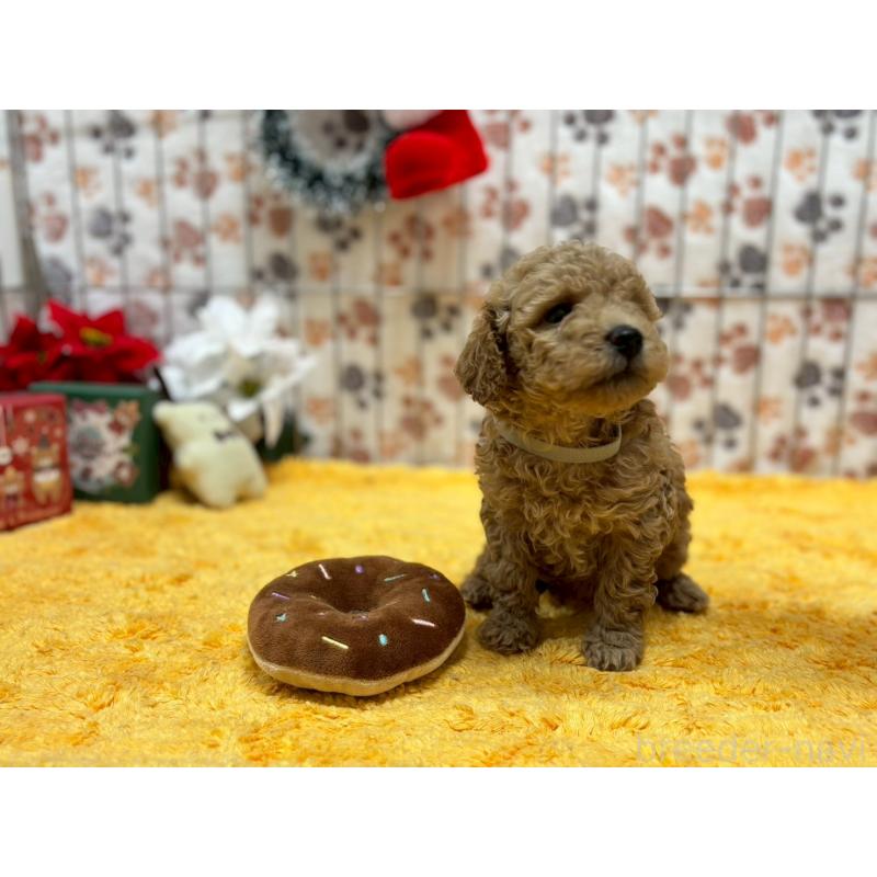 販売中の鹿児島県のタイニープードル-432219の5枚目